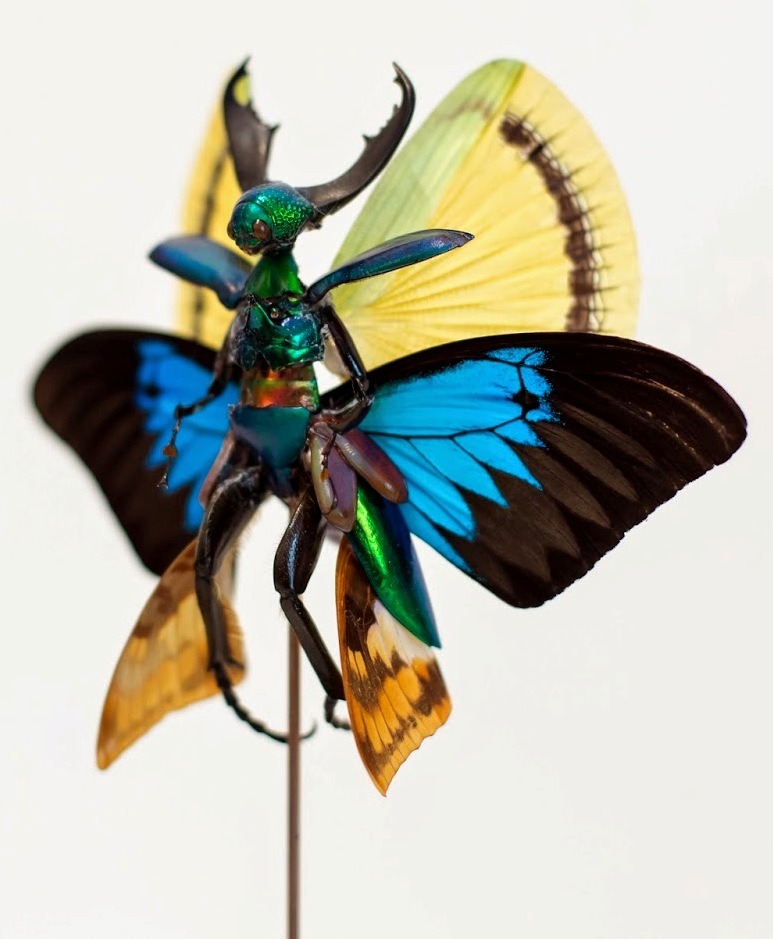 hello-zombie:  a few of my favorite new fairies created by cedric laquieze