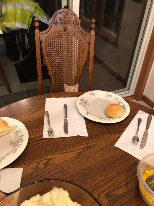 justcatposts:  “I have the cutest dinner