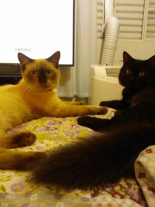 antiocial:  my sister took a picture of her cats and they look like cop buddy duos and I couldn’t help 