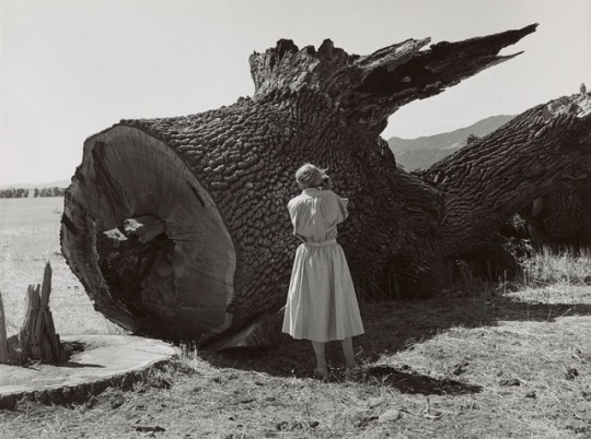 zzzze: PIRKLE JONES (1914 - 2009) Untitled (Dorothea Lange), 1956 Gelatin silver print  