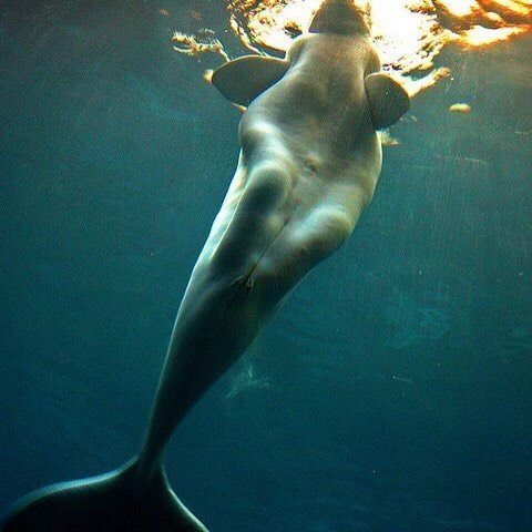 sixpenceee: Probably why beluga whales were mistaken as mermaids. (Source)