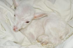 babygoatsandfriends: little angel Rolling Meadows Orchard and Farm   