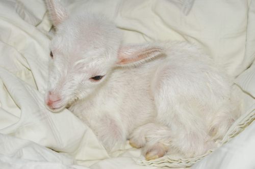 babygoatsandfriends:little angelRolling Meadows Orchard and Farm