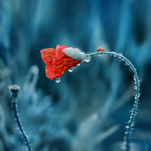 floralls:    Macro in blue by  Alina Shevelina   