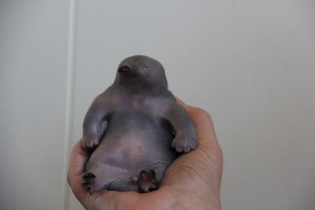 rayschvantz: beetledrink:  has to explain to someone that last night i was laughing