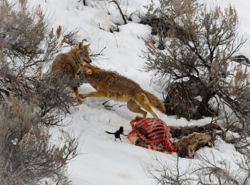 yipyapyote: laureljupiter: yipyapyote: CGDana Who is the tiny silhouetted person in a trenchcoat and