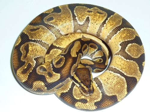 serpentineallthetime:Enchi Ball Python. Auctioned by Ben Siegel Reptiles.