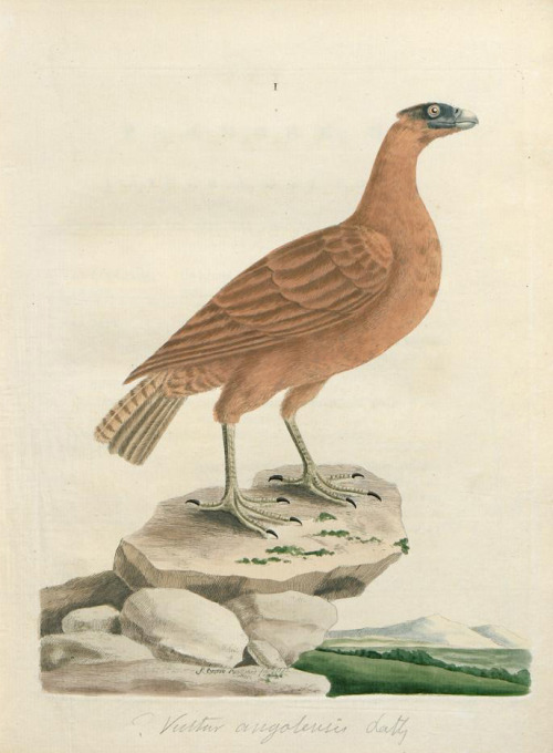 Peter Brown, New Illustrations Of Zoology, 1776. London. Via University Library Sachsen-Anhalt.