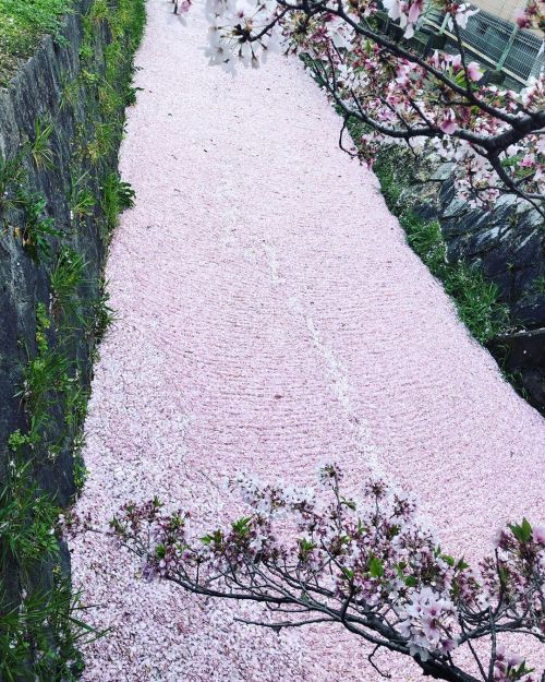 ⛳️1732. 哲学の道 / Philosopher&rsquo;s Walk, Kyoto ② テレワーク日、昼休みの散歩。 桜はだいぶ葉桜、だけどいつのまにかイロハモミジはふっさふさの黄緑、そして