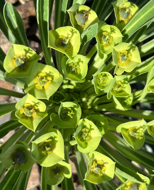 Euphorbia bupleurifoliaEuphorbia is a large and very variable genus, with many interesting species f