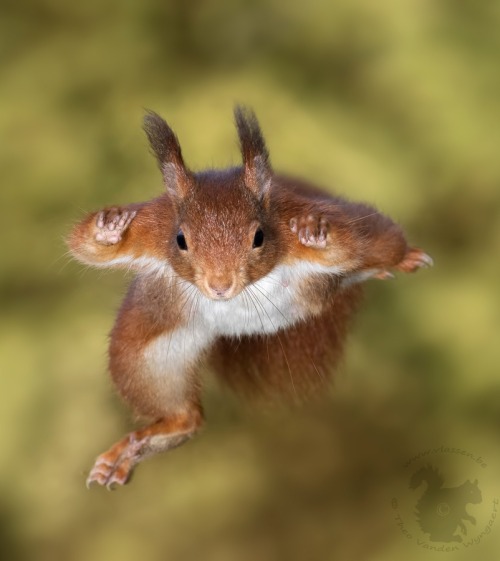 beautiful-wildlife:  Ninja Squirrel by Theo Vanden Wyngaert