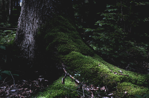 greenreblooming: walking the woods #213 *photo 21 august 2015