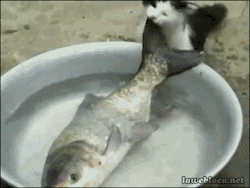 hkirkh:  al-grave:  Cat trying to steal a fish  No, it’s a cat trying to save a drowning fish. 