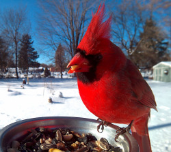 mymodernmet:Woman Sets Up Bird Feeder Photo