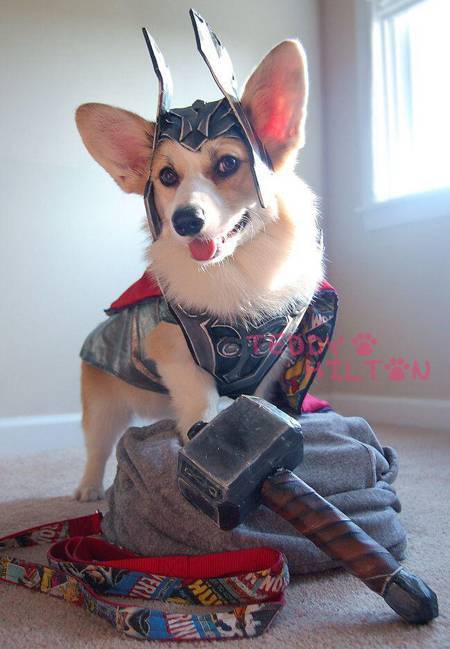 ultrakratos:  theilllestvillain:  thecutestofthecute:  More Dogs In Halloween Costumes!!!  This made me so happy  THE LAST ONE THORGI AH 