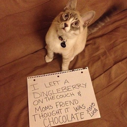 cat shaming