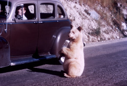 mfjr:  Albino black bear begging at a car