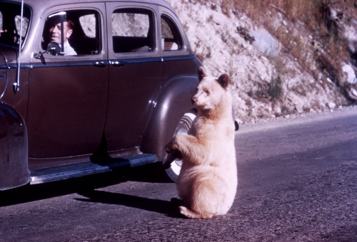 XXX mfjr:  Albino black bear begging at a car photo