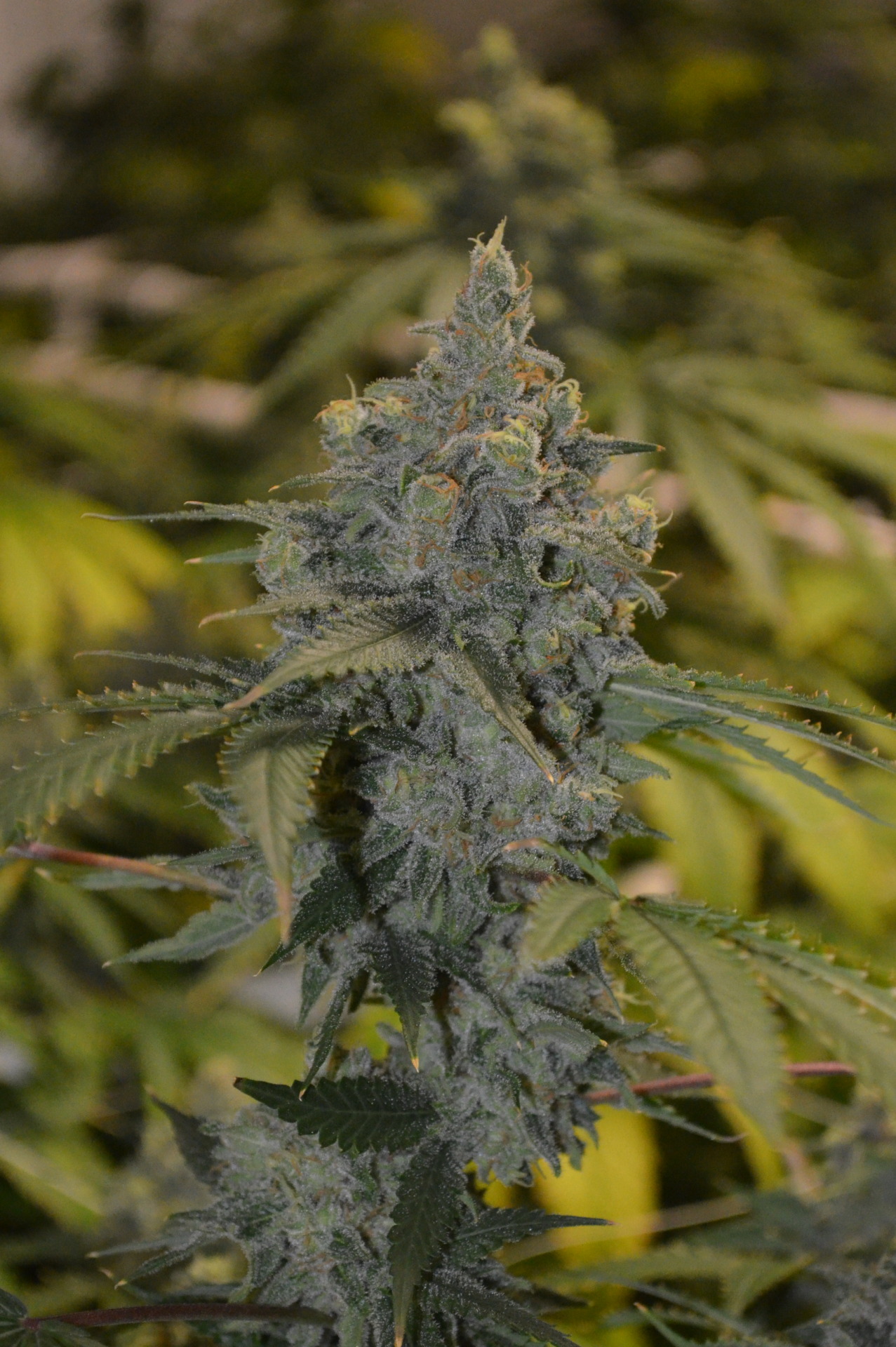 incredible-kush:  This green fire makes the room smell like a lemon factory 