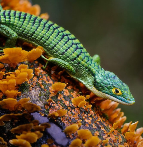 Mexican alligator lizard by Matthieu BerroneauPhoto shared with permission; do not remove credit or 