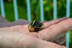 kittensarecruel:  I love baby turtles!!