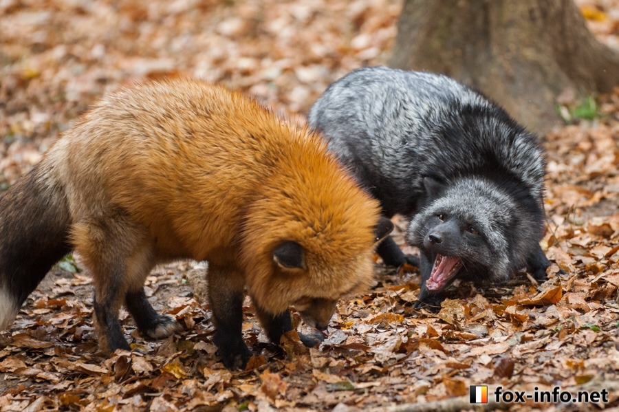 everythingfox: misakibum:  everythingfox:  Leave him alone :(   wtf it’s the same