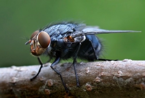wapiti3: Insect Macro-photography by Bonali Giuseppe