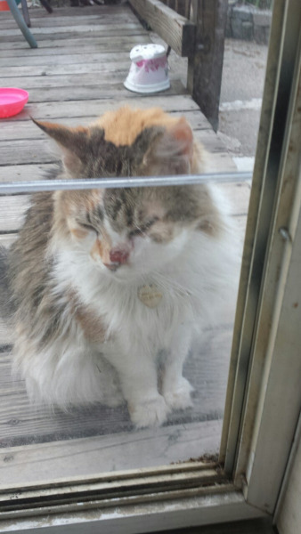 hanasaku-shijin:  OKAY EVERYONE, HERE IS THE ISSUEThis is my neighbor’s cat Ripley. She’s been around for as long as I can remember. She’s a partially outdoor cat and she always comes over to my house to visit and I play with her and pet her all