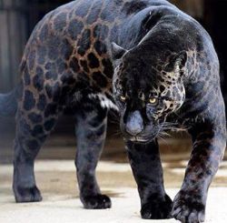 princejames3000:  Make way for a panther 👑