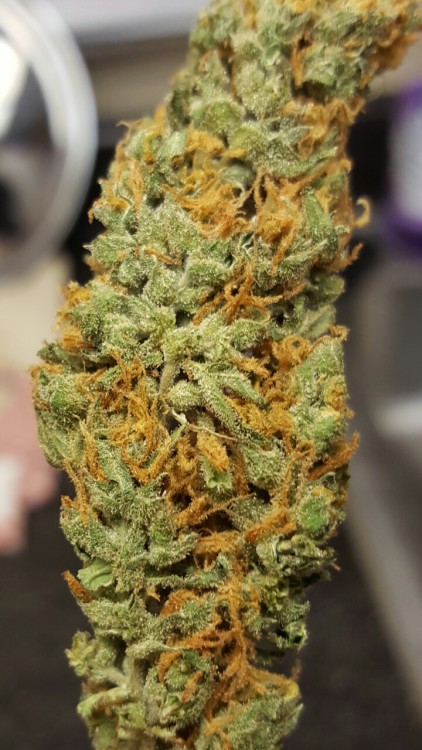 highlifeincoloradooo: LSD and Super Silver Haze