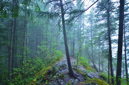 misty forest mount si by Josh Taylor