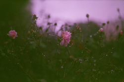 expressions-of-nature:  England by Victoria