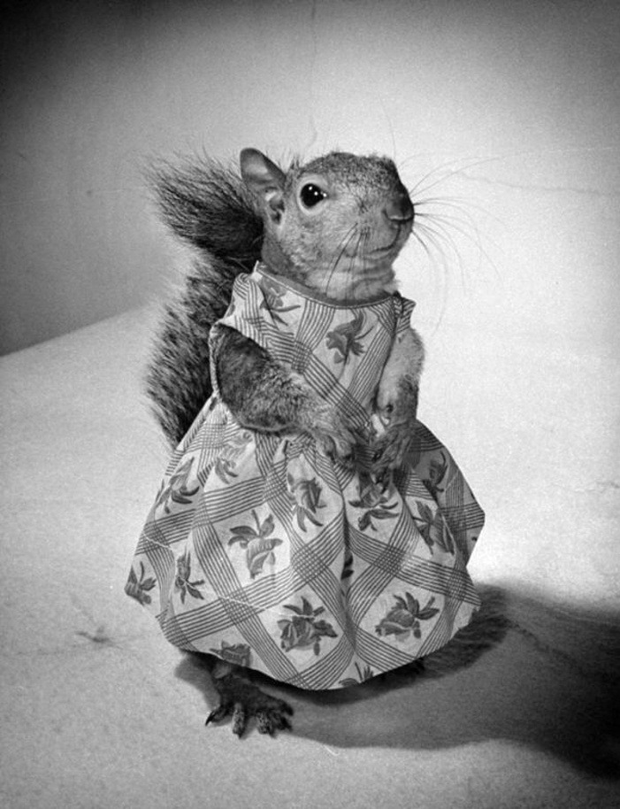 Nina Leen - Fashion squirrel, 1940&rsquo;s. In the 1940s a squirrel owned by