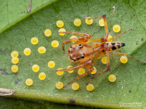 Jumping spider with eggs, Parabathippus sp., SalticidaePhotographed in Singapore by Nicky Bay // Web