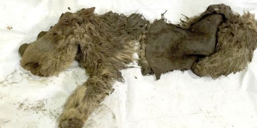 Sasha: A baby woolly rhinoThe gently thawing Siberian permafrost is famous for its finds of well pre