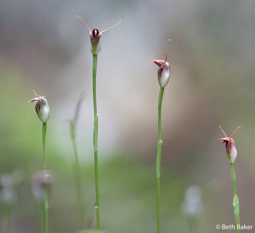 HOODIESUPRIGHT MAROONHOOD (Pterostylis pedunculata)Erskine Falls, Lorne, VictoriaPhoto Credit: Beth 