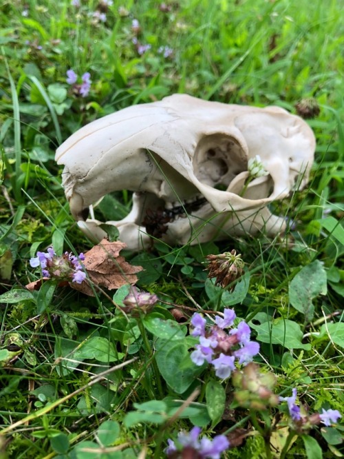 macabrebeing:This groundhog was brought to me by turkey vultures