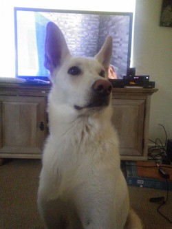 Looking extra fluffy after her bath. She got in willingly, which