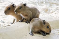 airyairyquitecontrary:  mizufae:  zooborns:  Schönbrunn Zoo Welcomes Capybara Pups  Introduced last April, Capybaras Nancy and Sam hit it off immediately at Schönbrunn Zoo in Austria. After a gestation period of about six months, Nancy gave birth to