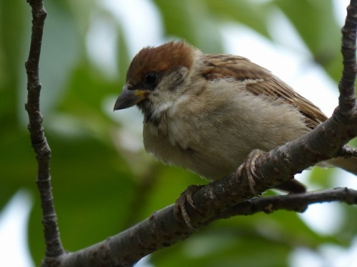 スズメ　Eurasian tree sparrowTown Sparrow ～ 街のすずめ　ArchiveTown Birds ～ 街の鳥  Archive