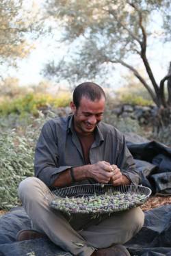 nowinexile:  Olive harvest season in Palestine.