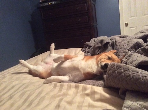 Sleepy corgi