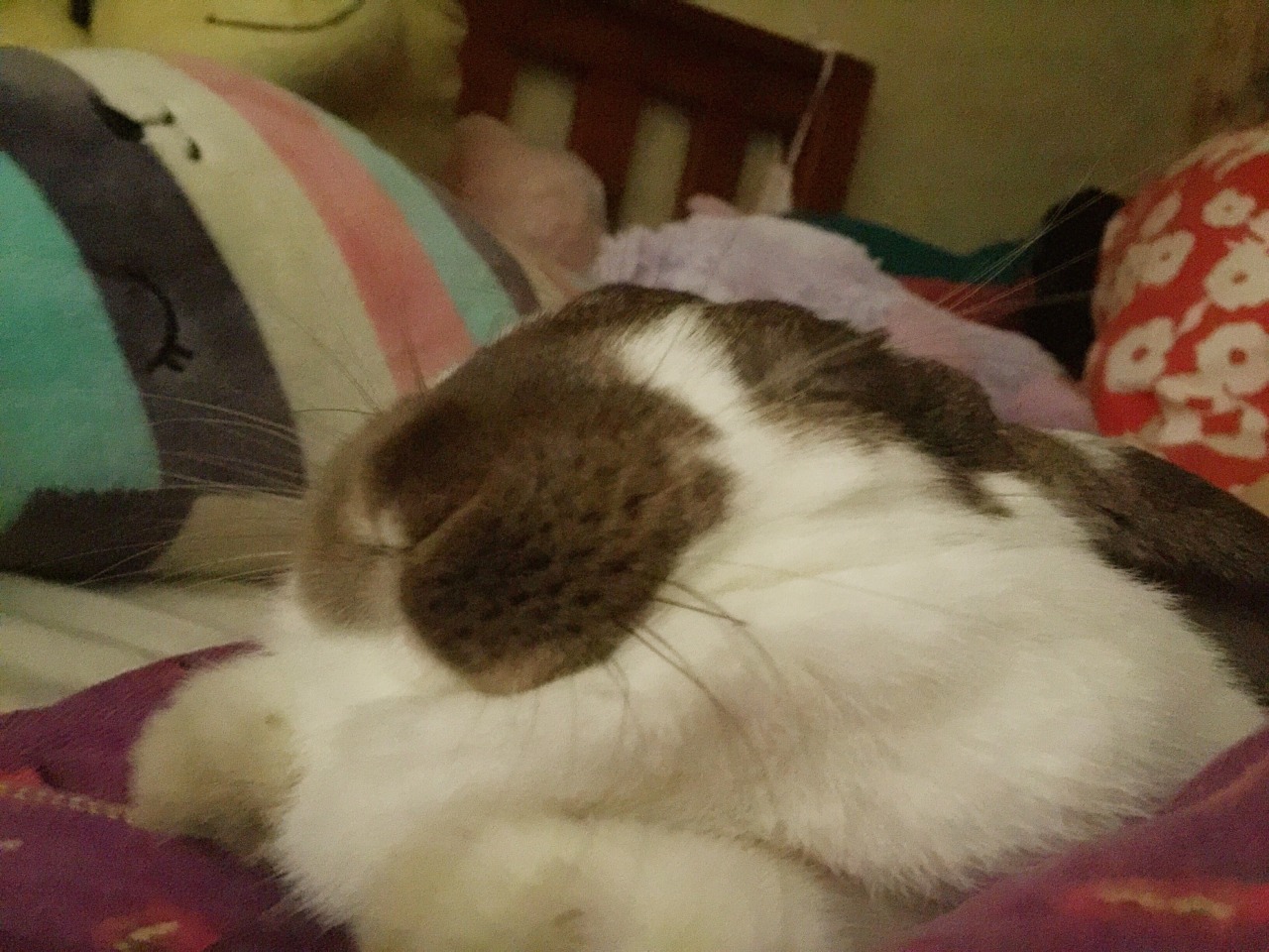 pladim:  nikaalexandra:  me and VB cuddle in the morning before I have to go to class