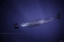 lifeunderthewaves:  Sperm Whale - Mauritius. by seb974 Underwater photographer taking sperm whale pics.