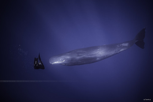 lifeunderthewaves:  Sperm Whale - Mauritius. adult photos