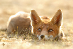 Little Fox Dreaming of a Foxy Future by thrumyeye 