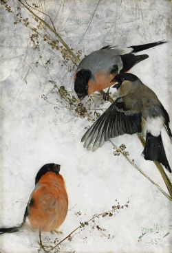 thewoodbetween: 1885 Bruno Liljefors (Swedish; 1860-1939) - Bullfinches 