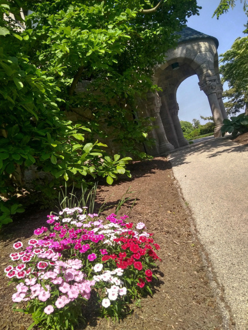 Dianthus flowers have been planted along the path to Glencairn’s Cloister. The name Dianthus is from