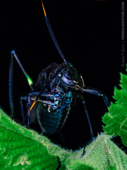 onenicebugperday: Wasp-mimic katydid, Scaphura nigra, Phaneropterinae (Leaf Katydids)Found in South 