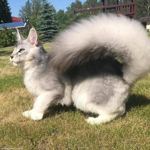 supermodelcats:That Majestic Tail